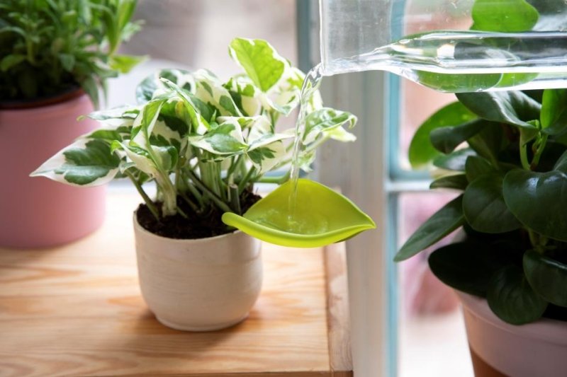 Leaflow Bewässerungstrichter | Leaflow Pot watering funnel