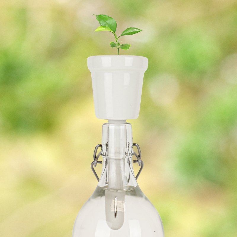 Pflanzen in der Flasche Aufzuchtset Kaffee/Bonsai🌱 Kaffee