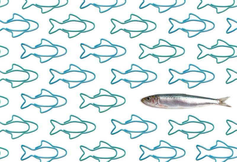 Sardine Paper Clips Büroklammern
