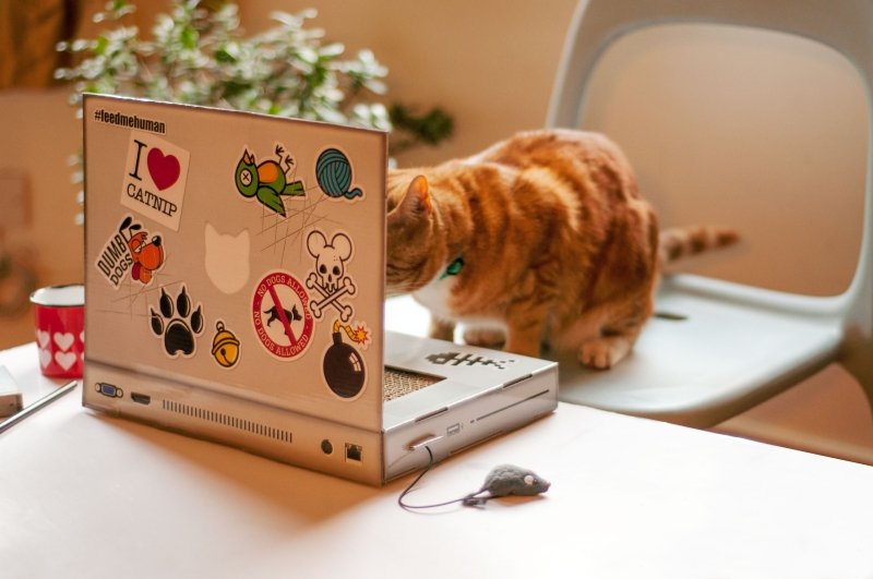 Laptop Kratzbaum | Laptop Cat Scratcher 💻