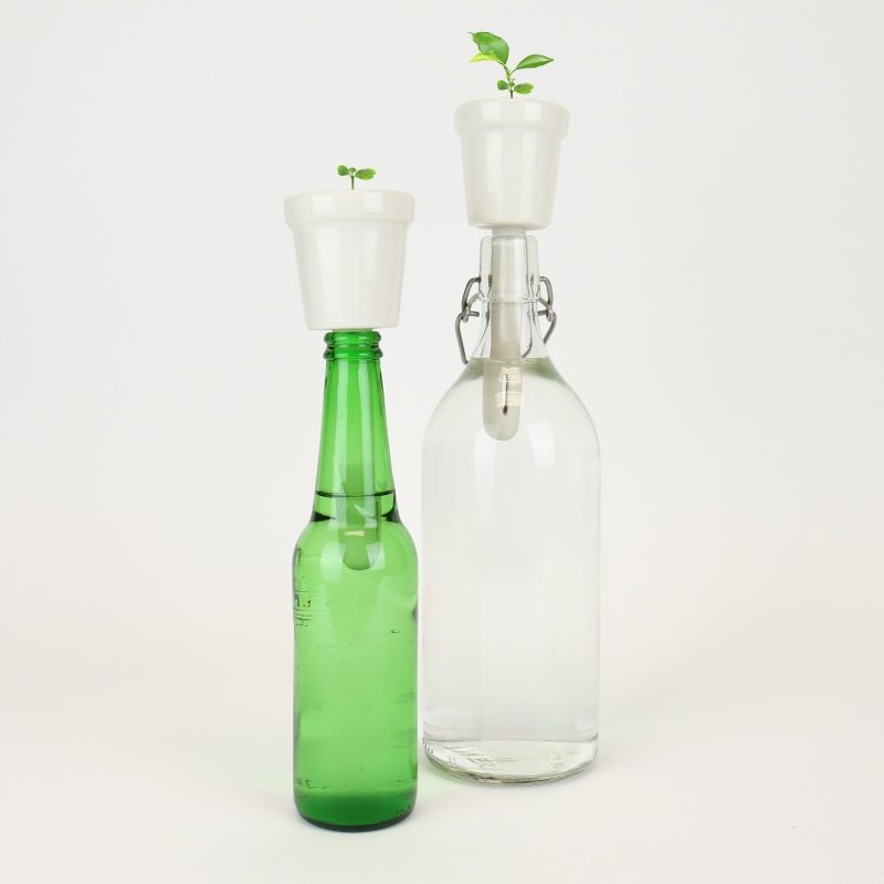 Pflanzen in der Flasche Aufzuchtset Kaffee/Bonsai🌱 Bonsai