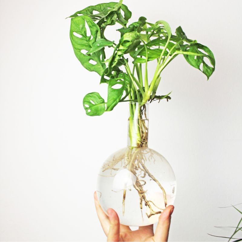Winkee - Hydrovase Flora
