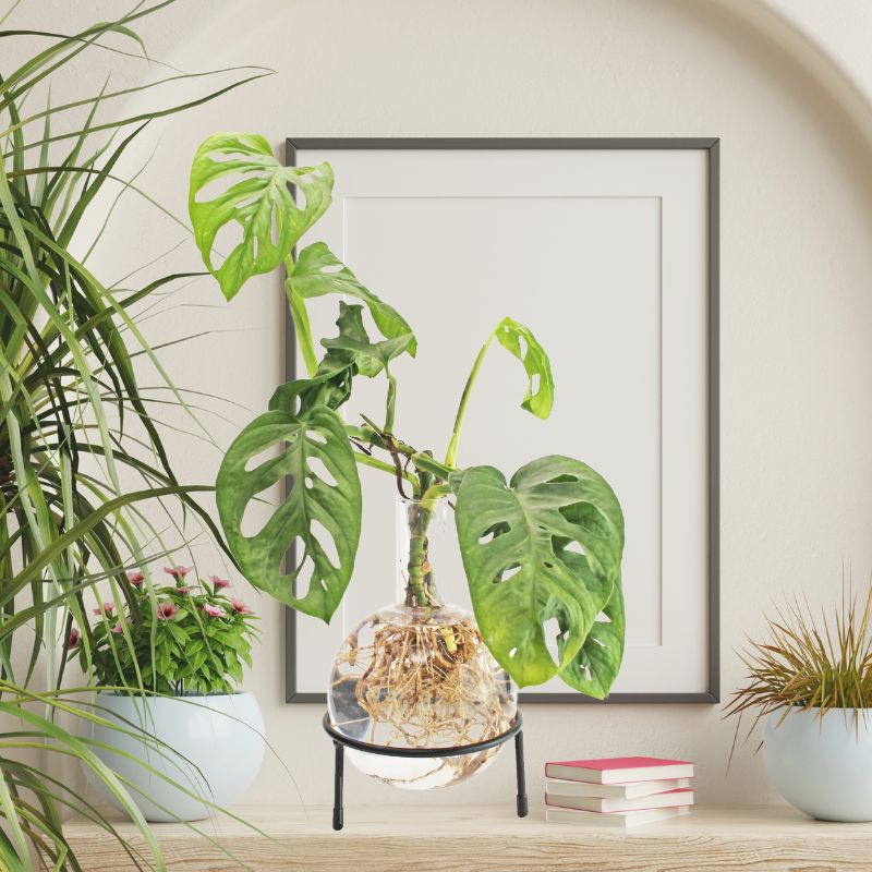 Winkee - Hydrovase Flora