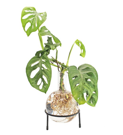 Winkee - Hydrovase Flora